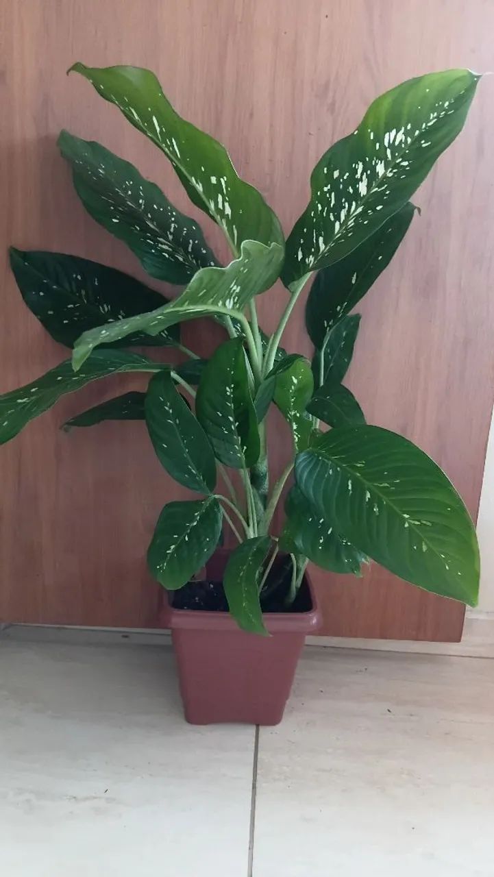 Plantas de vasos 