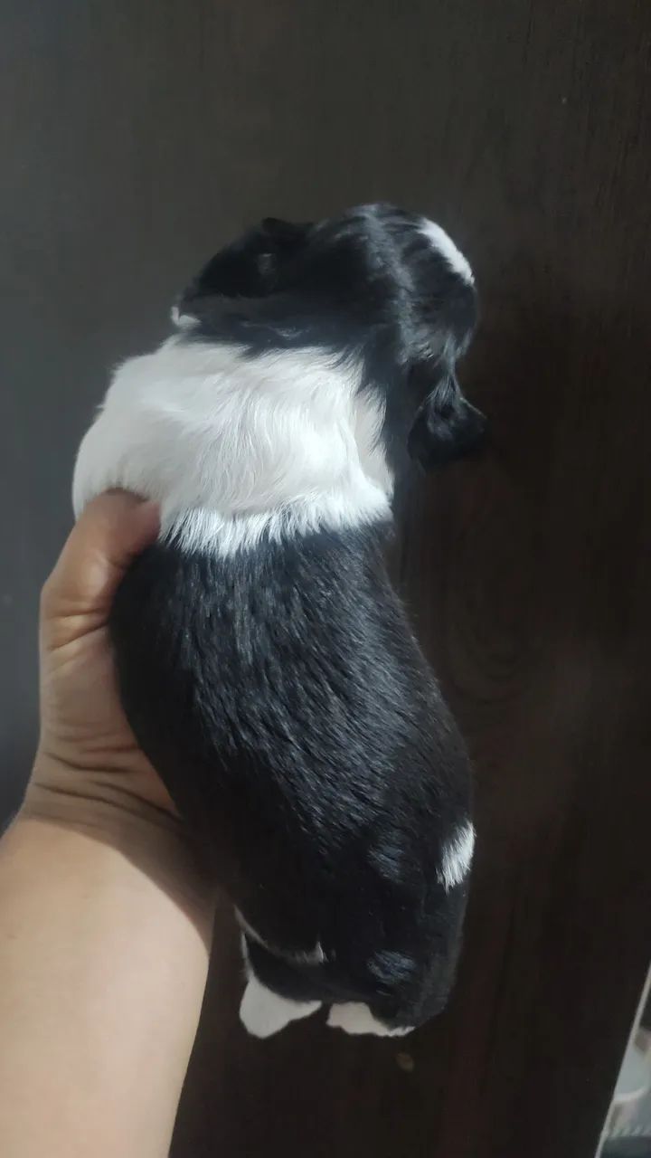 Filhotes de Shitzu  - Foto 3