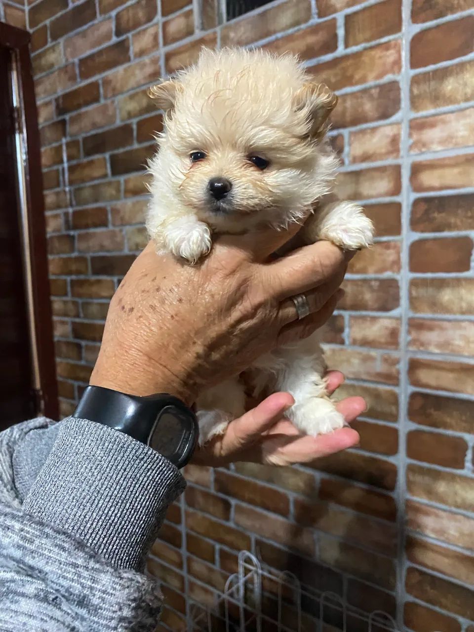 Filhotes De lulu a venda - Foto 3
