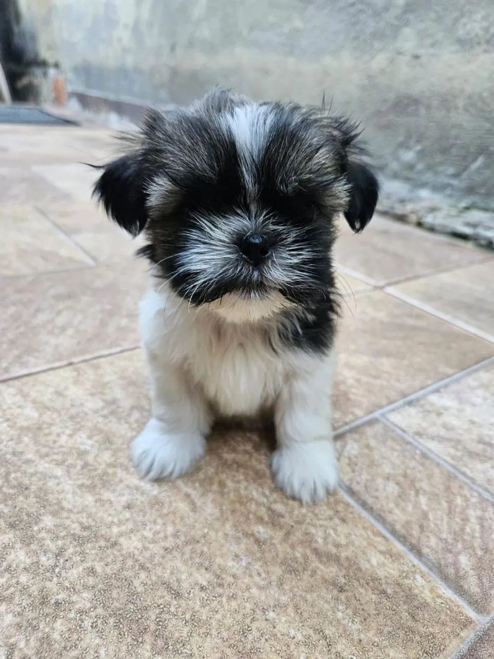 Lindos filhotes de shih tzu com garantia e procedência  - Foto 3