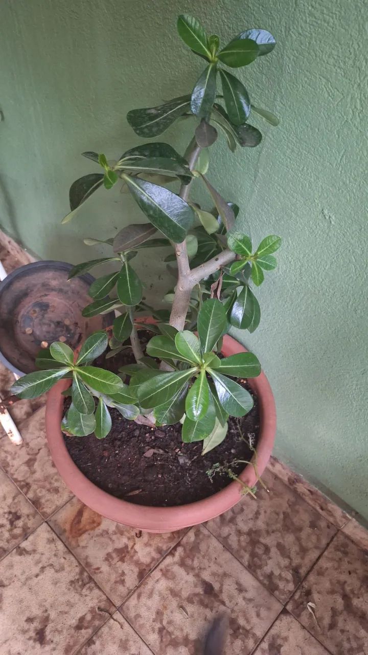 várias plantas - Foto 3