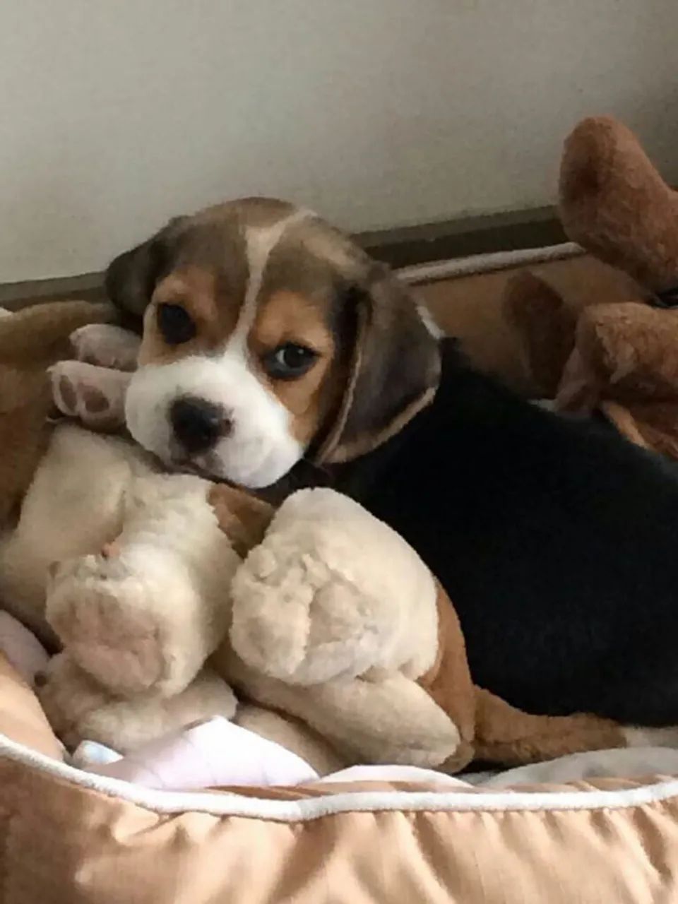 Beagle Filhotes lindos, dóceis e prontos para um novo começo