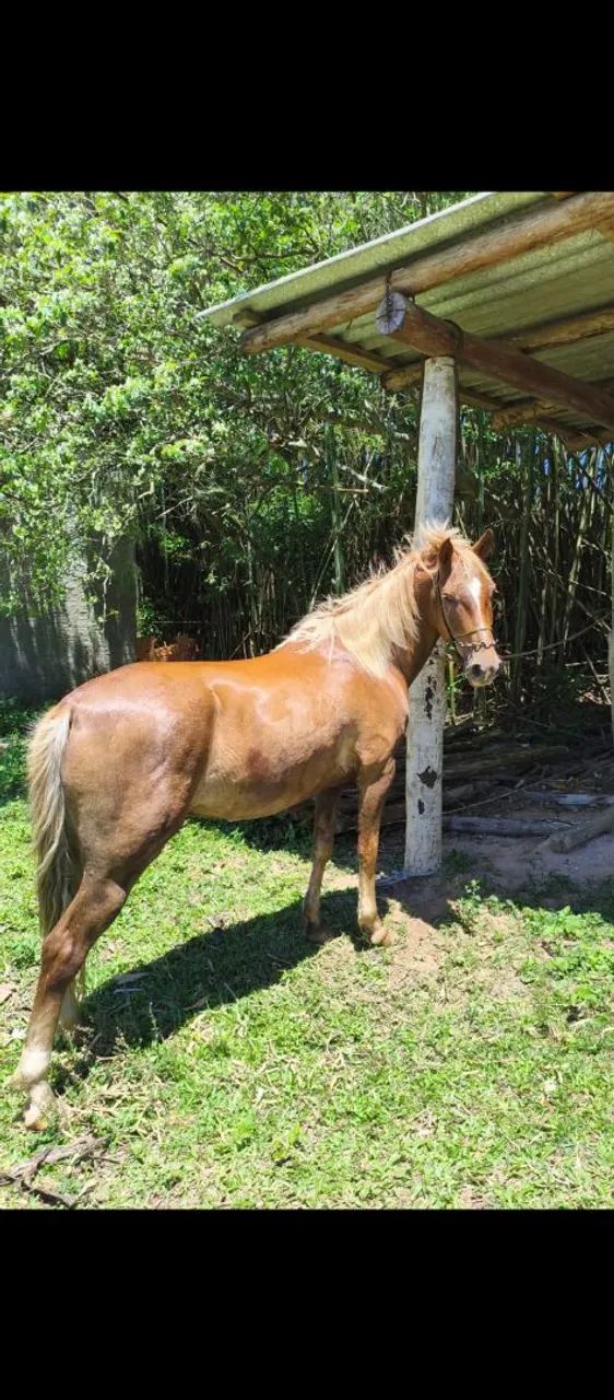 Vendo cavalo alazão 