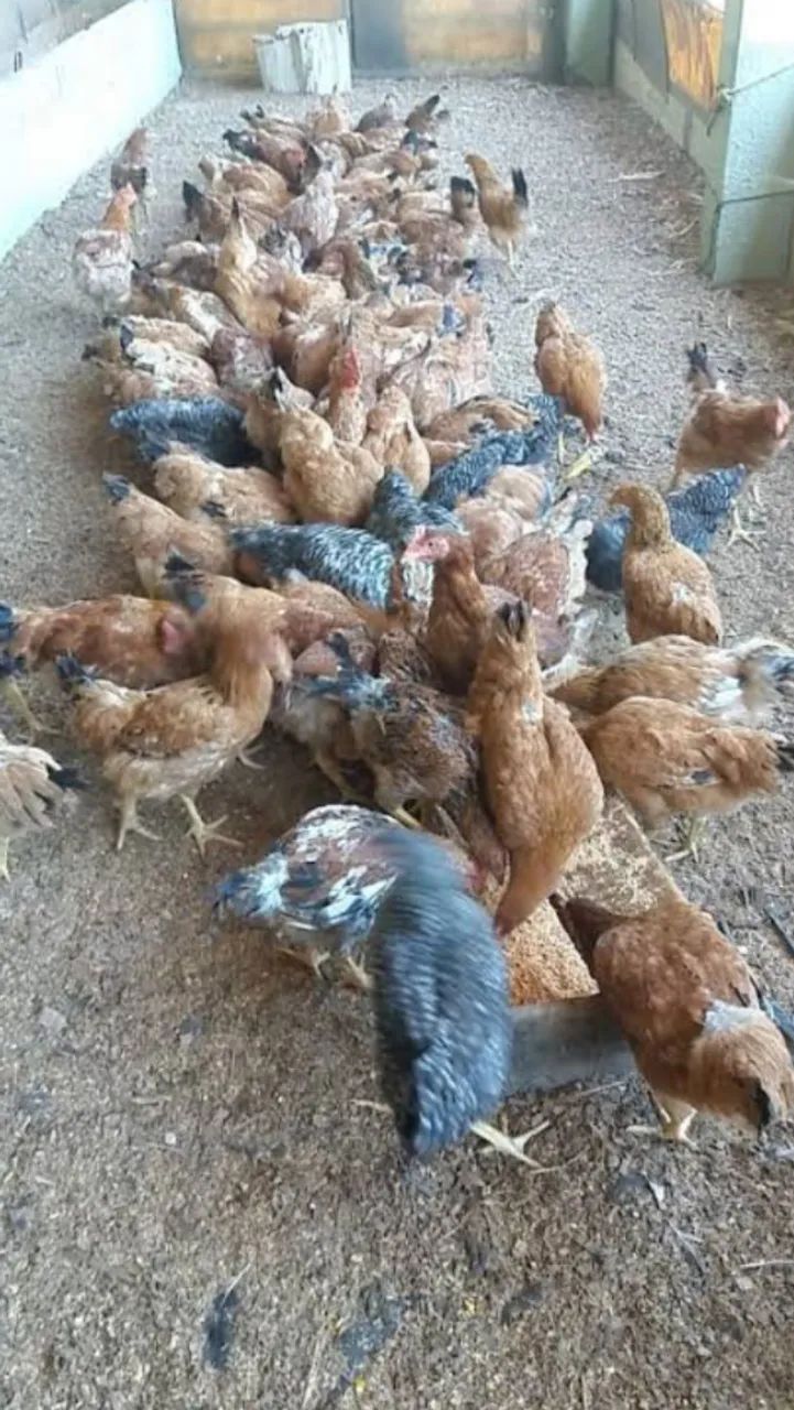 Galinhas no precinho pra sair rápido  - Foto 2