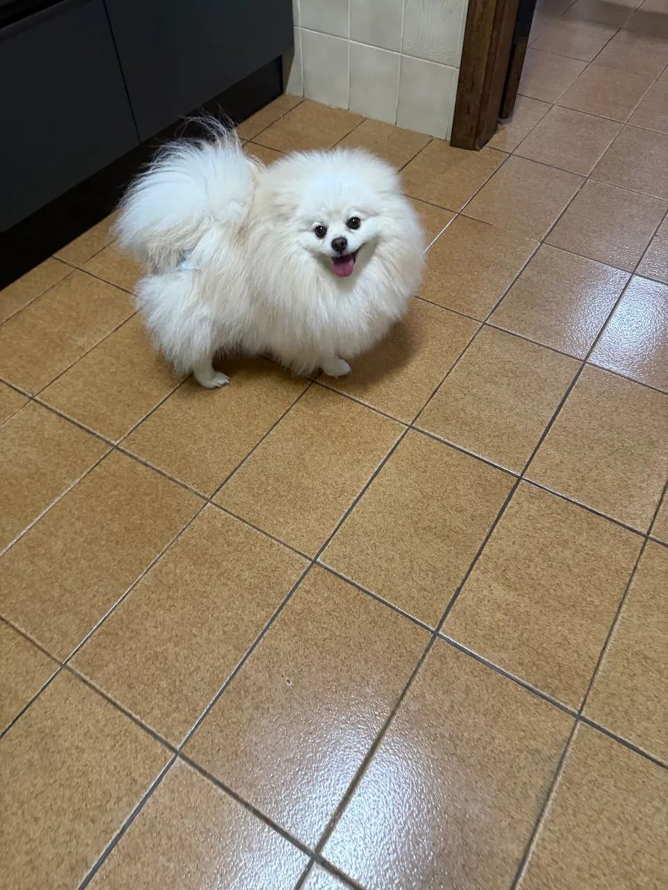 Spitz alemão  - Foto 3