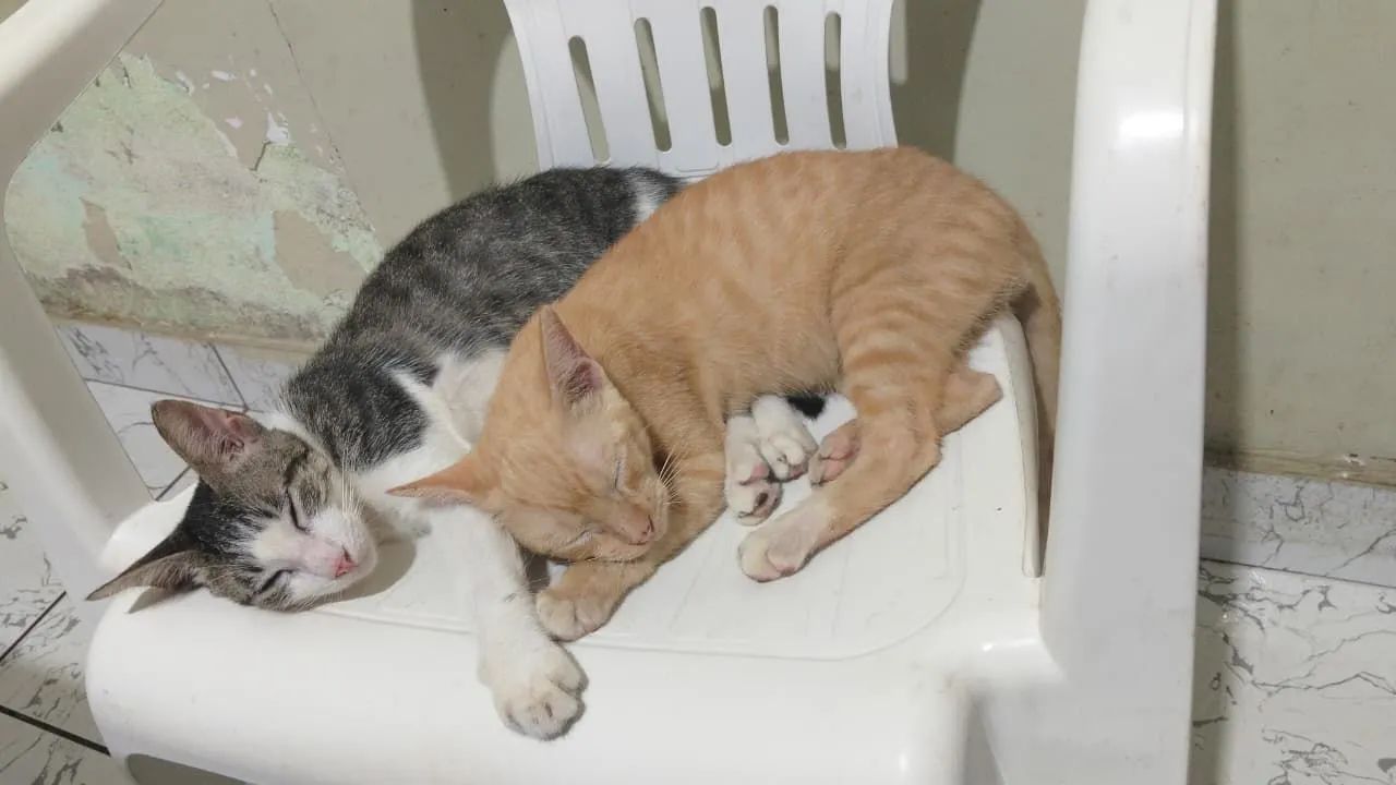 Gatinhos para Adoção  - Foto 5