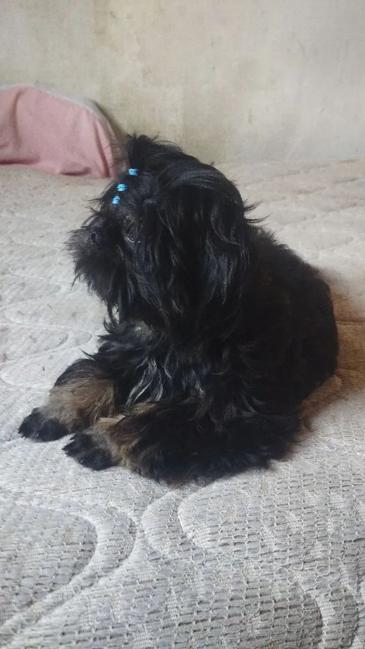 Shitzu macho 6 mês  - Foto 5