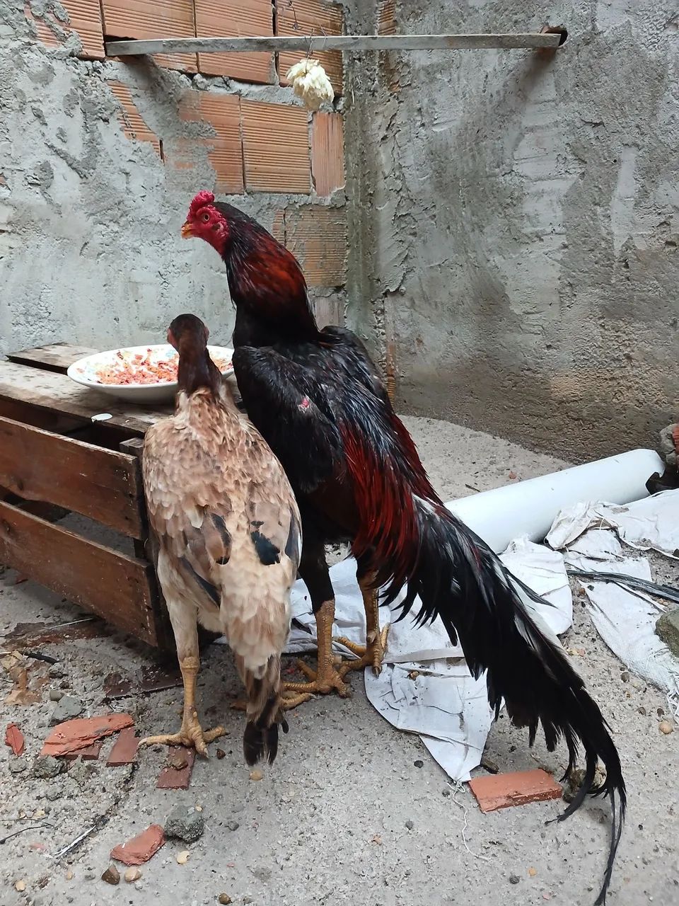 Galo carioca  - Foto 2
