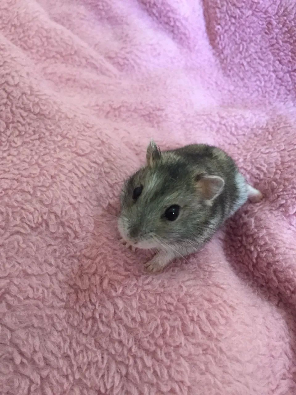Hamster anão russo  - Foto 2
