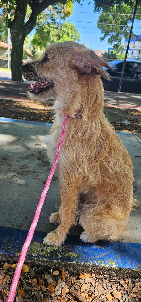 Adestrador de cães  - Foto 4