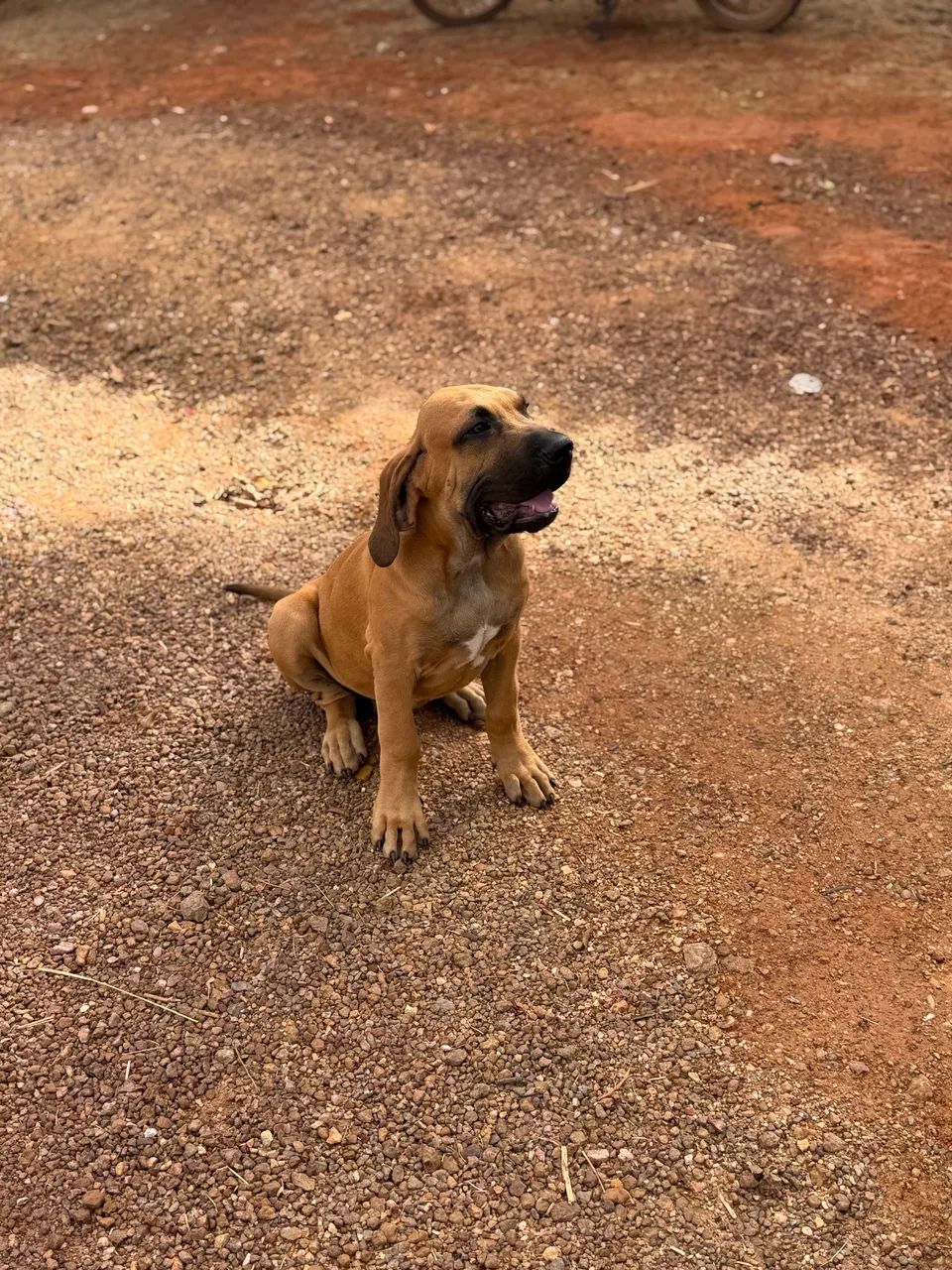 FILA BRASILEIRO - Foto 5