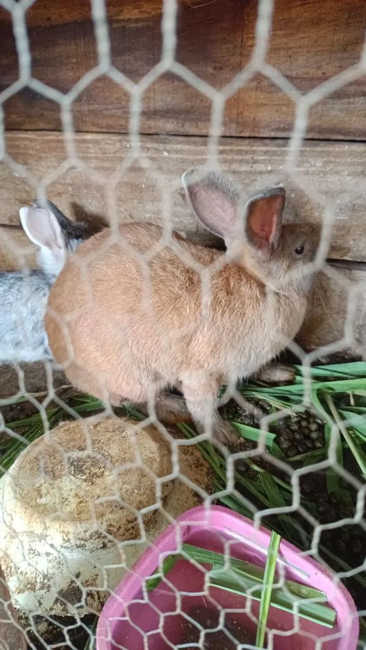 Casal de coelho mine - Foto 6