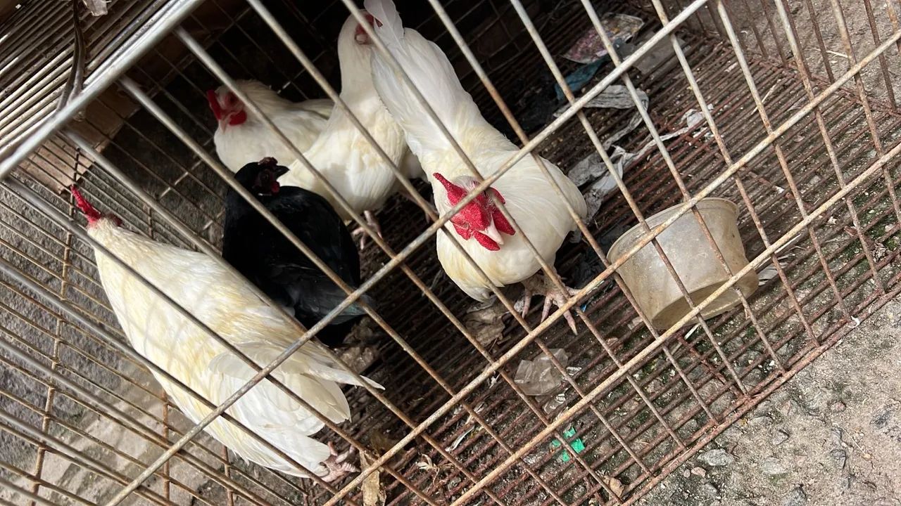 Vendo galos e galinhas garnizé  - Foto 2