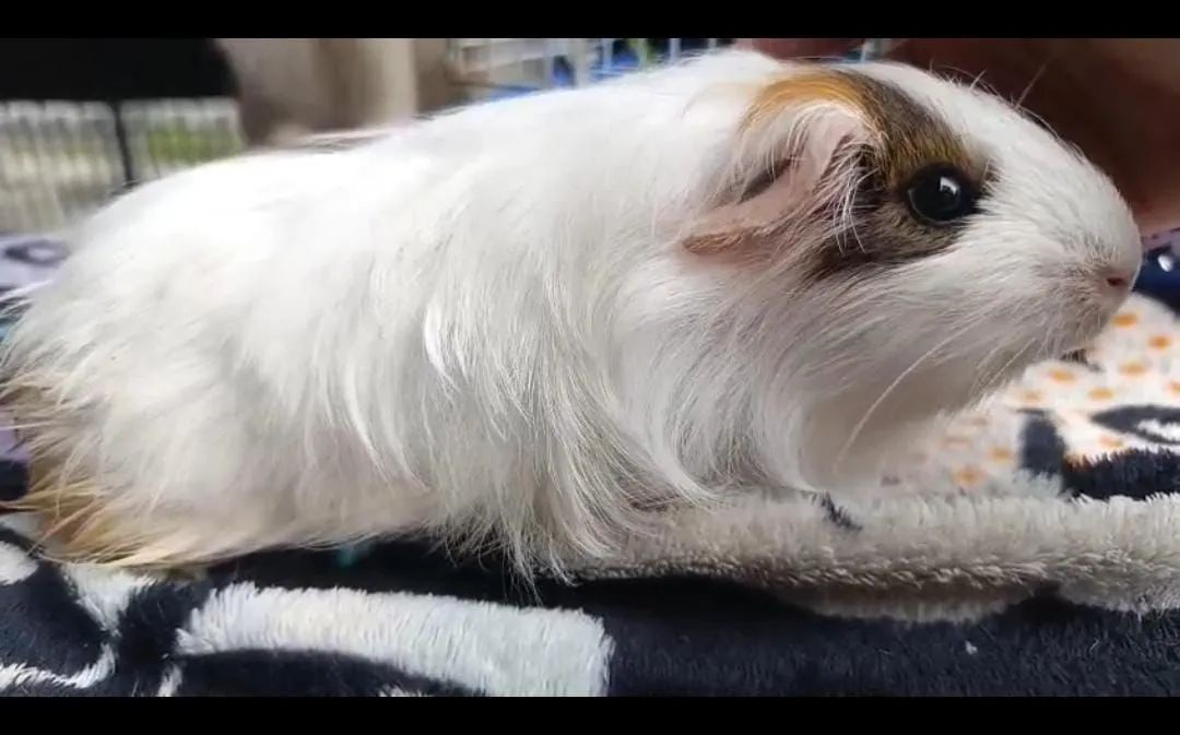 Porquinha da Índia  - Foto 4