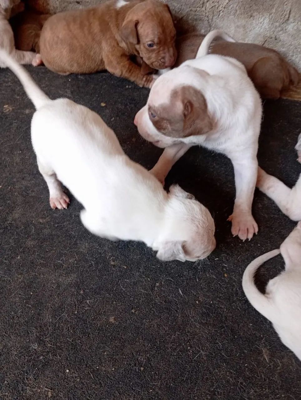 Filhotes de Pitbull  - Foto 3