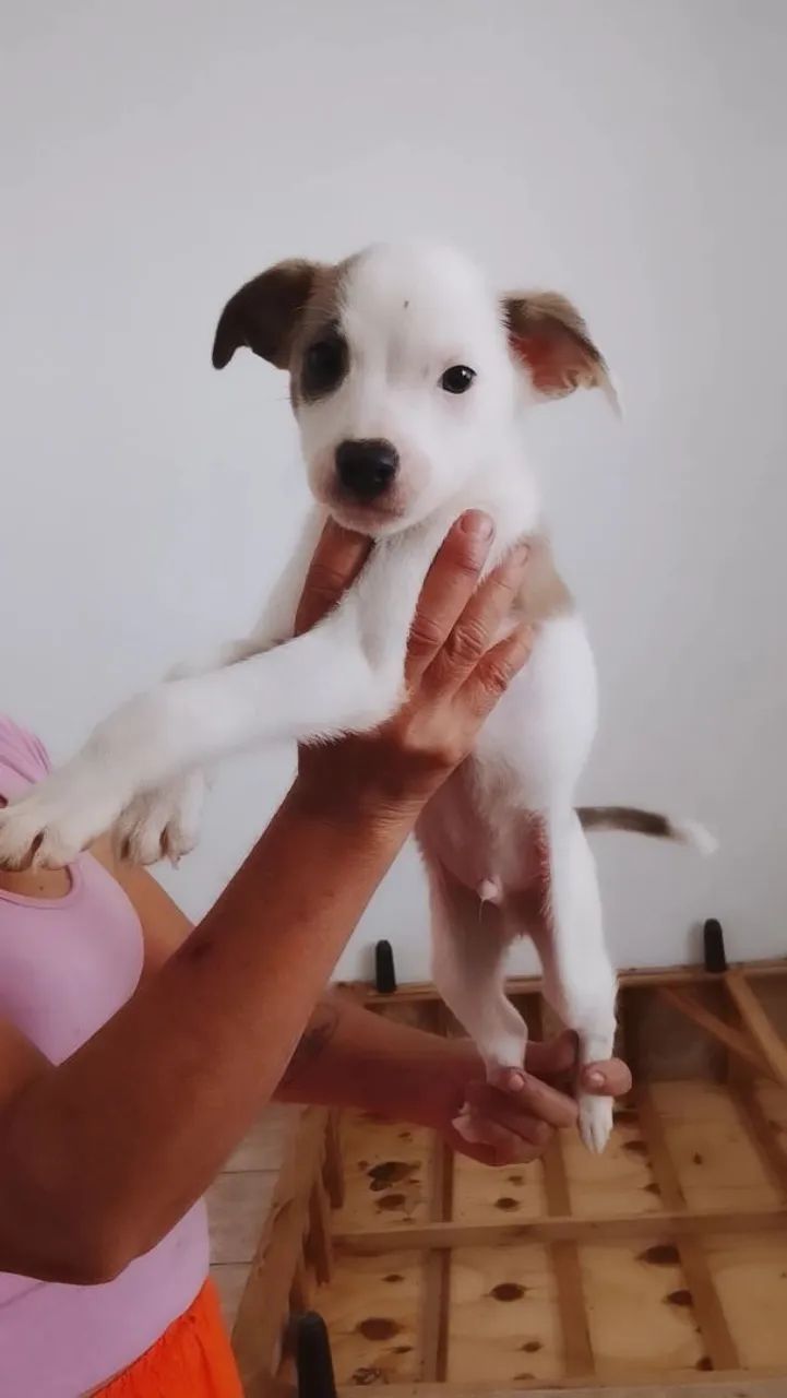Doação de cachorros