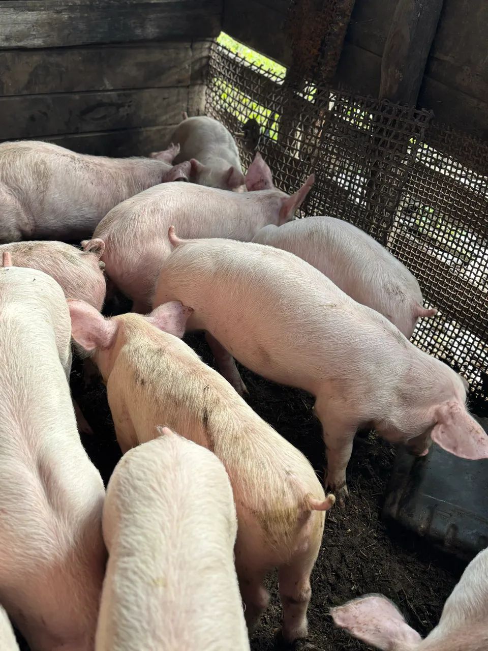 Leitão, porco  - Foto 2