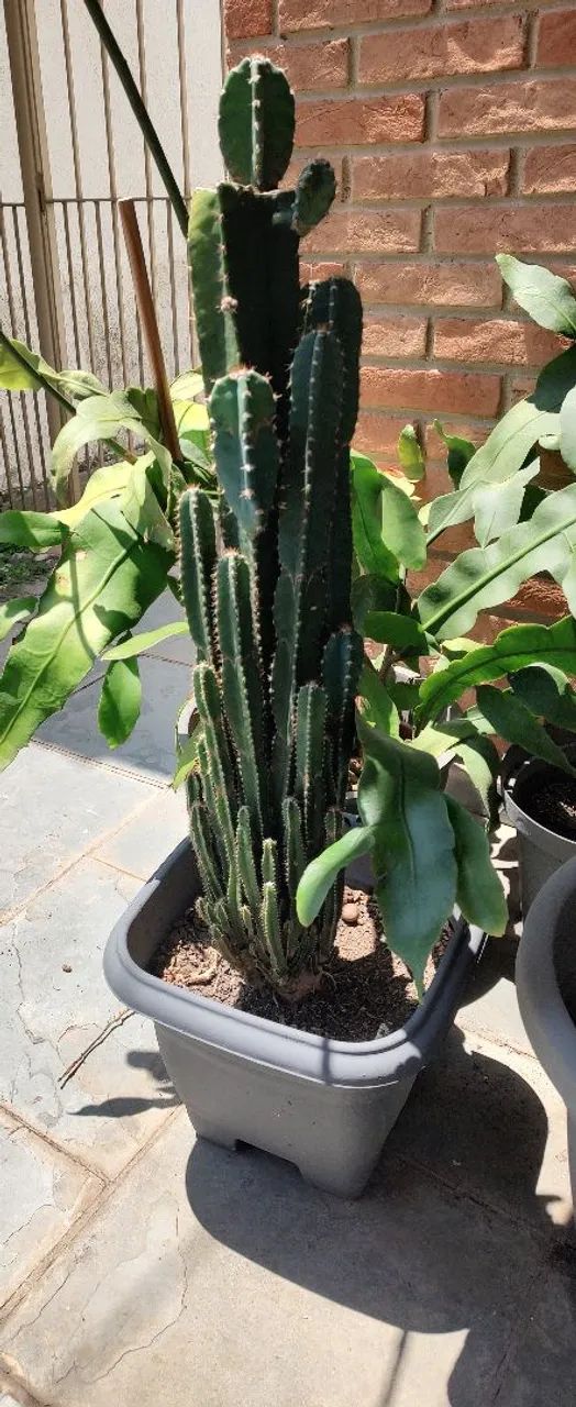 Plantas