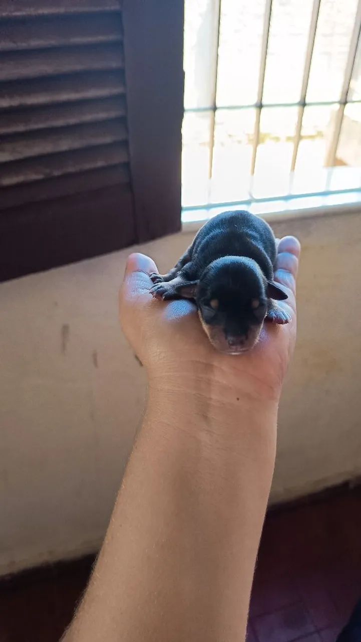 Pincher pai e mãe puro - Foto 2
