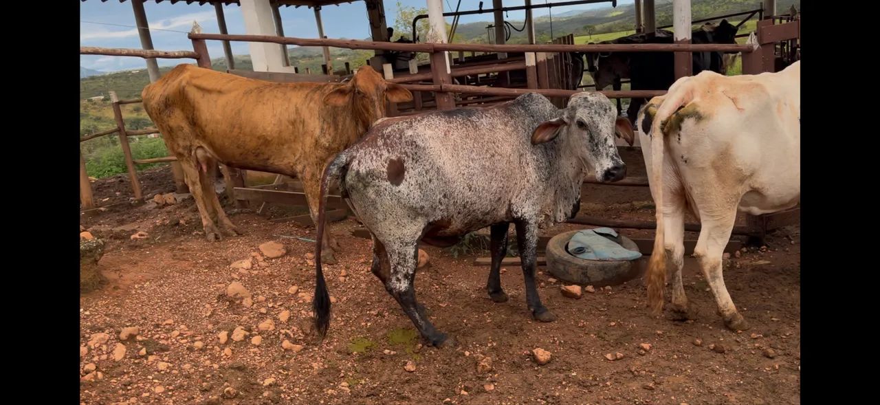 Vacas de leite - Foto 5