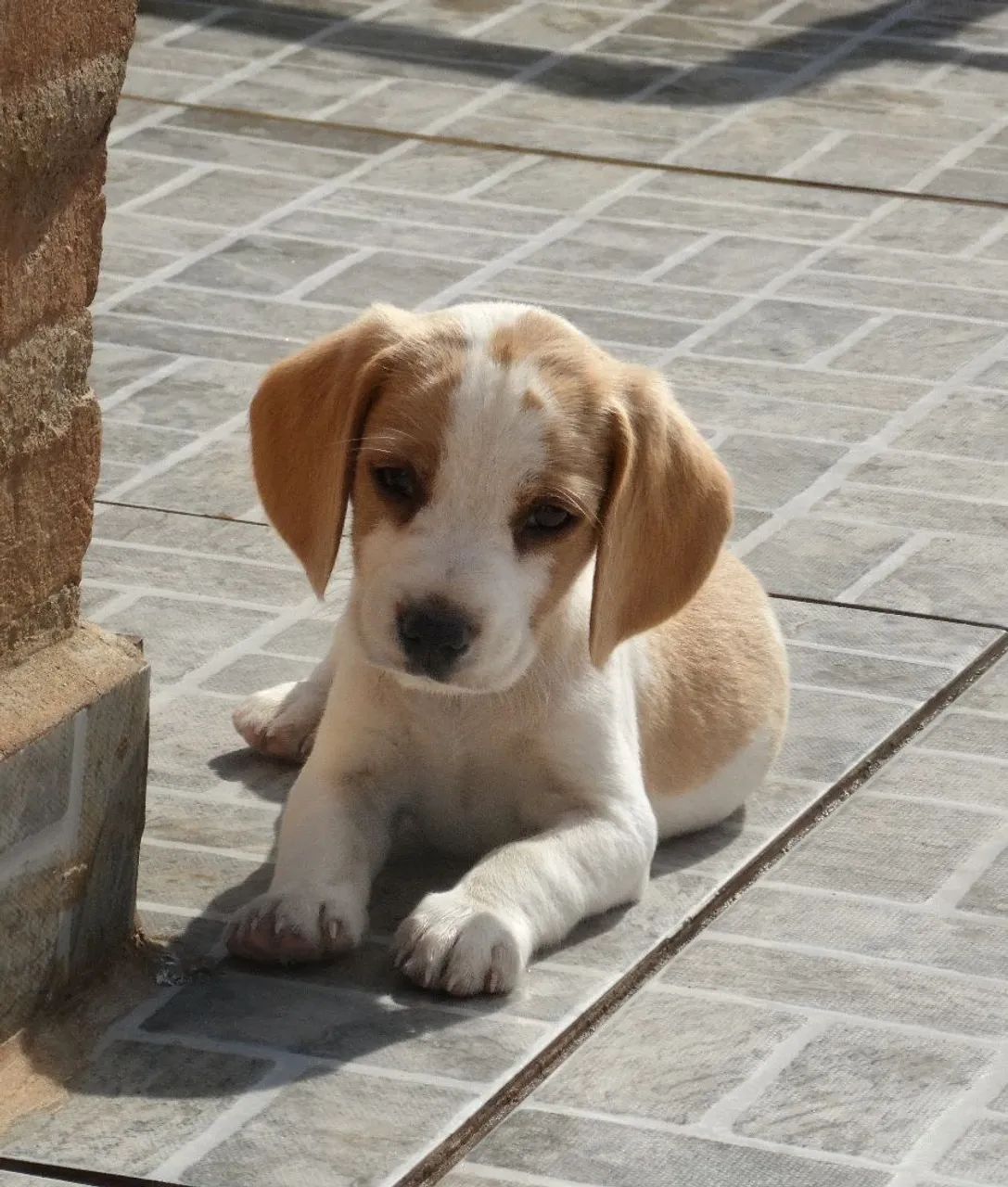 Bicolor machinho - beagle 
