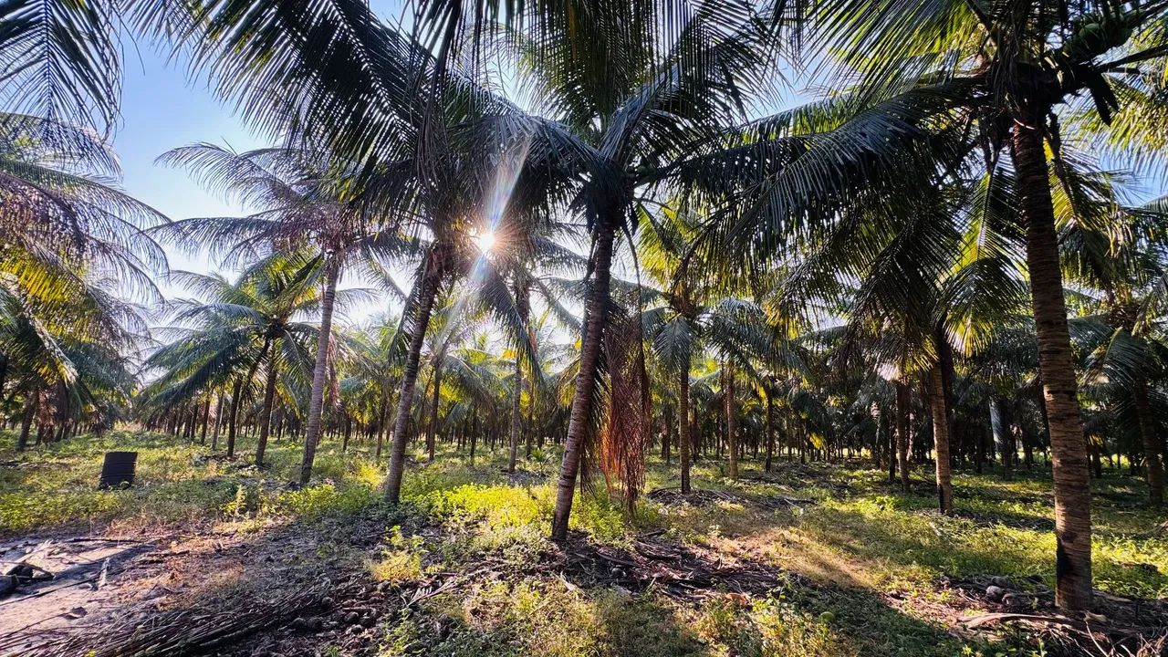 Terreno com 5 hectares em Paraipaba 