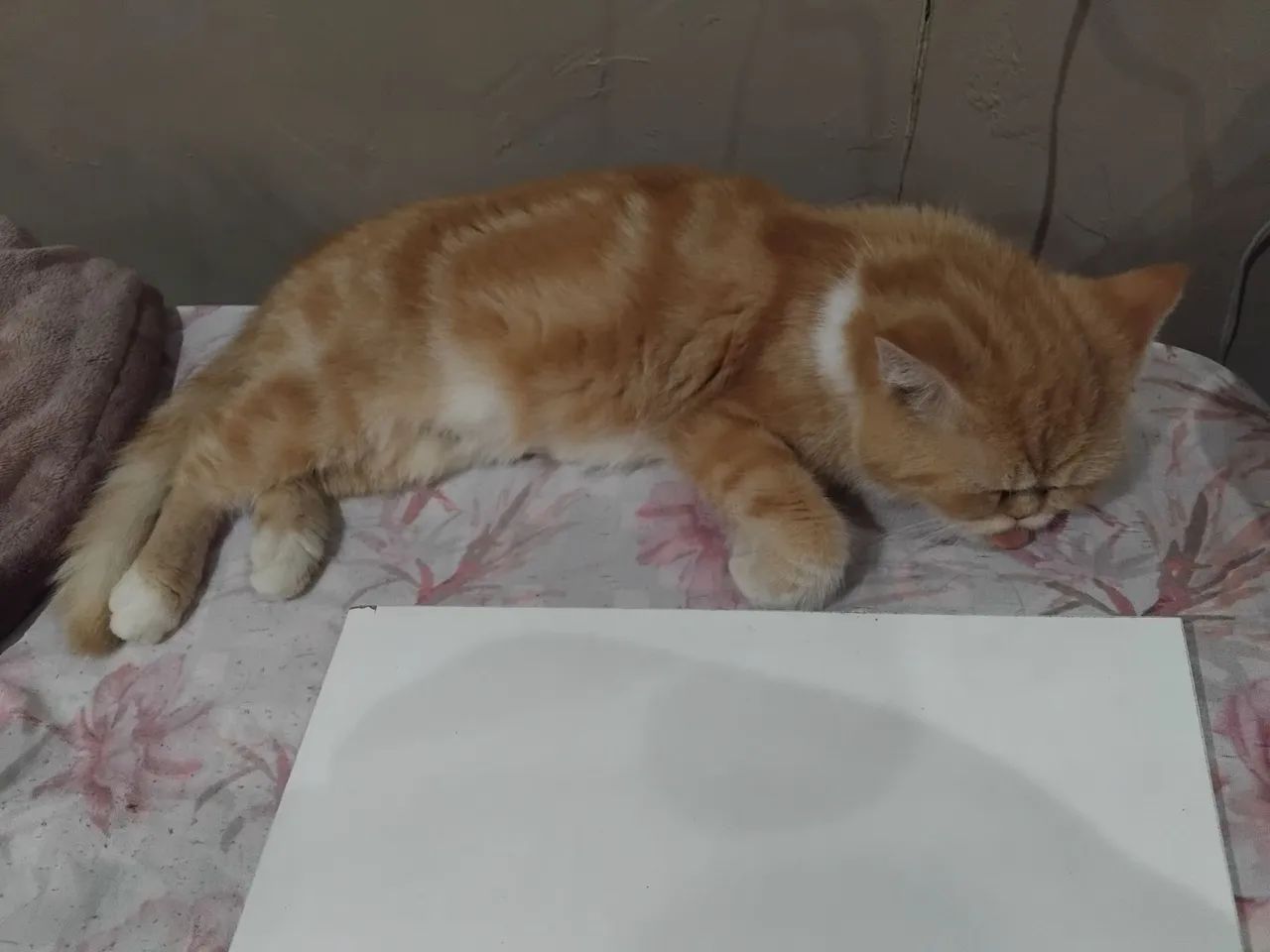 Gata persa - Foto 5