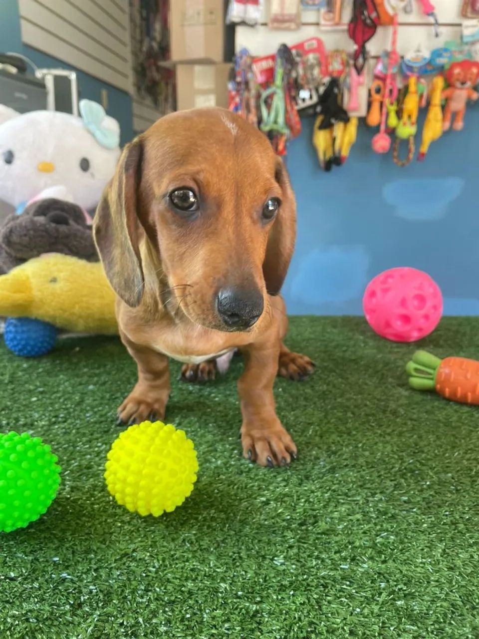 Basset cofap