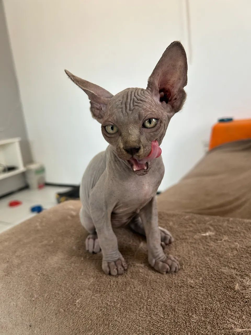 GATO SPHYNX BLUE MACHO
