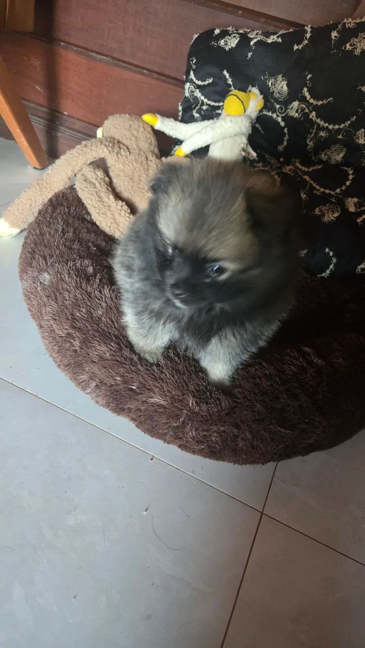 Spitz alemão,50 dias  - Foto 4