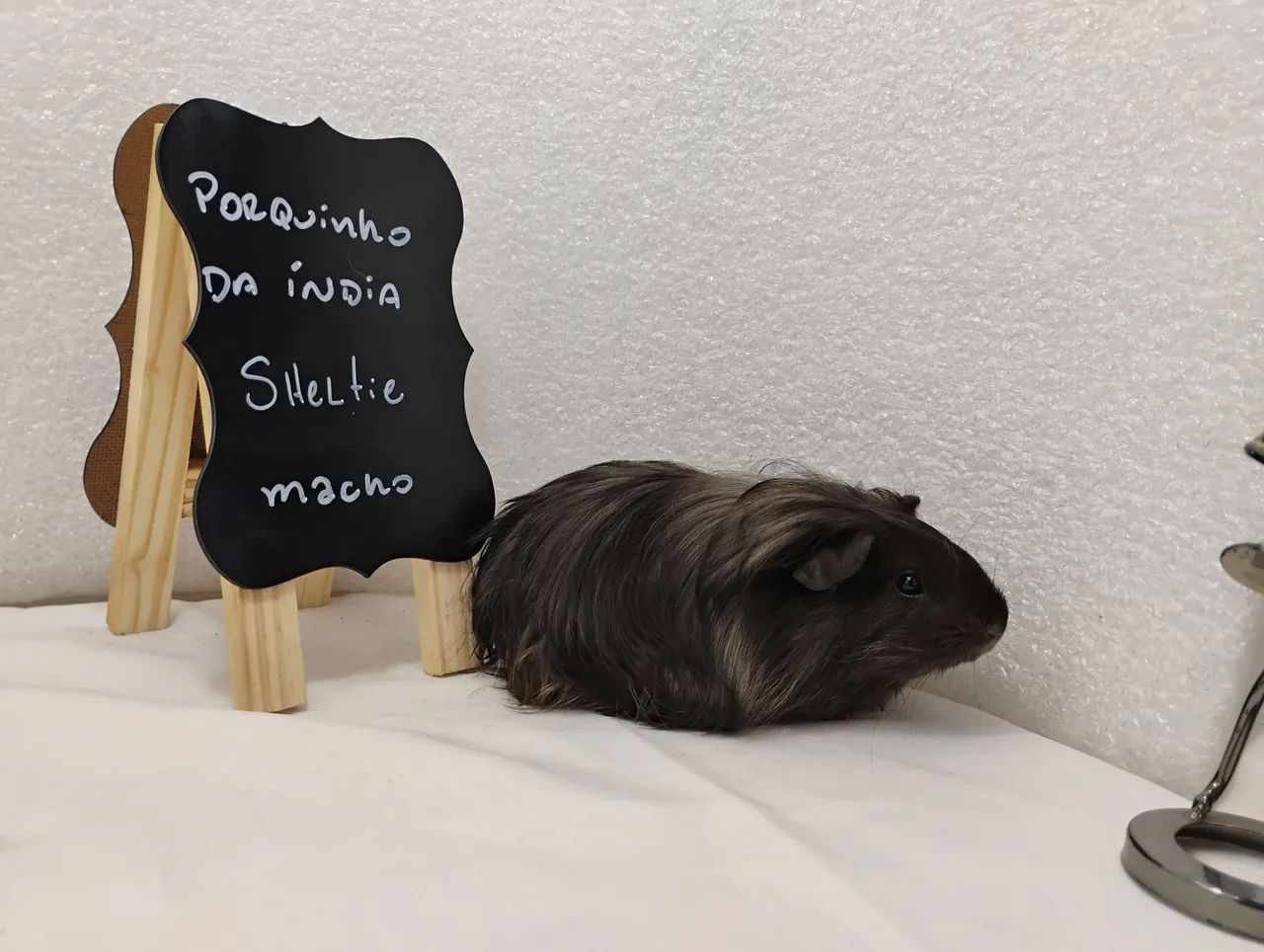 Porquinho da Índia Filhotes  - Foto 3