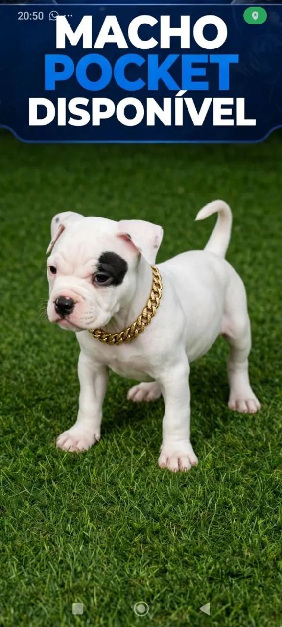 American Bully  - Foto 2