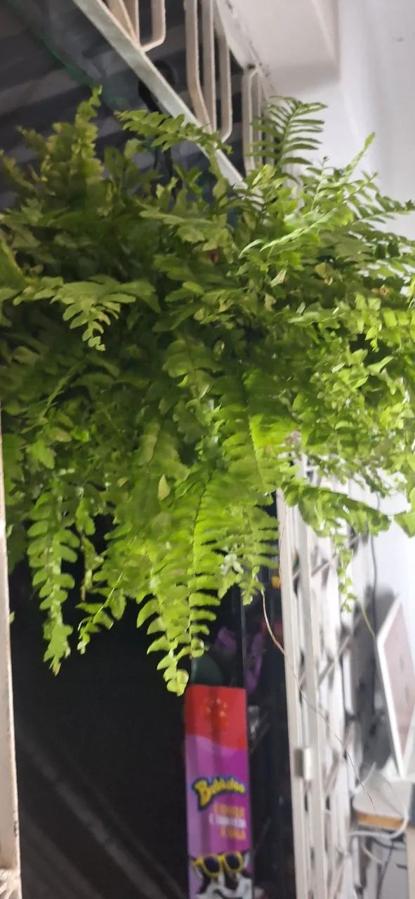 Plantas  samabaia 45,00  - Foto 3