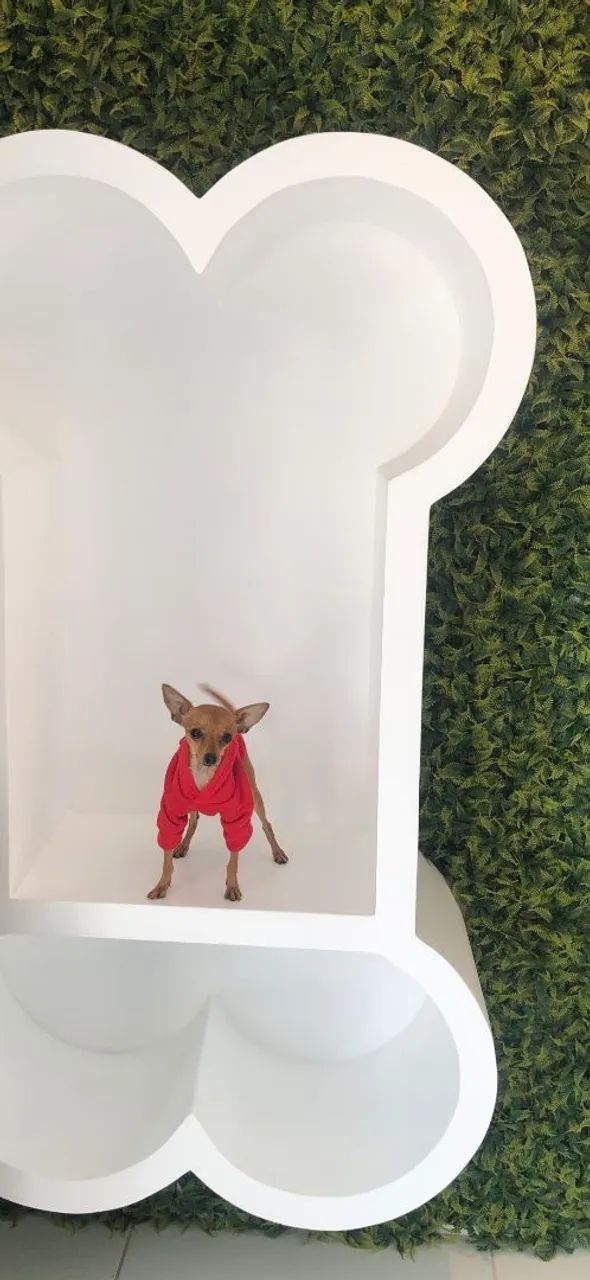Pinscher 0. Fêmea  - Foto 5