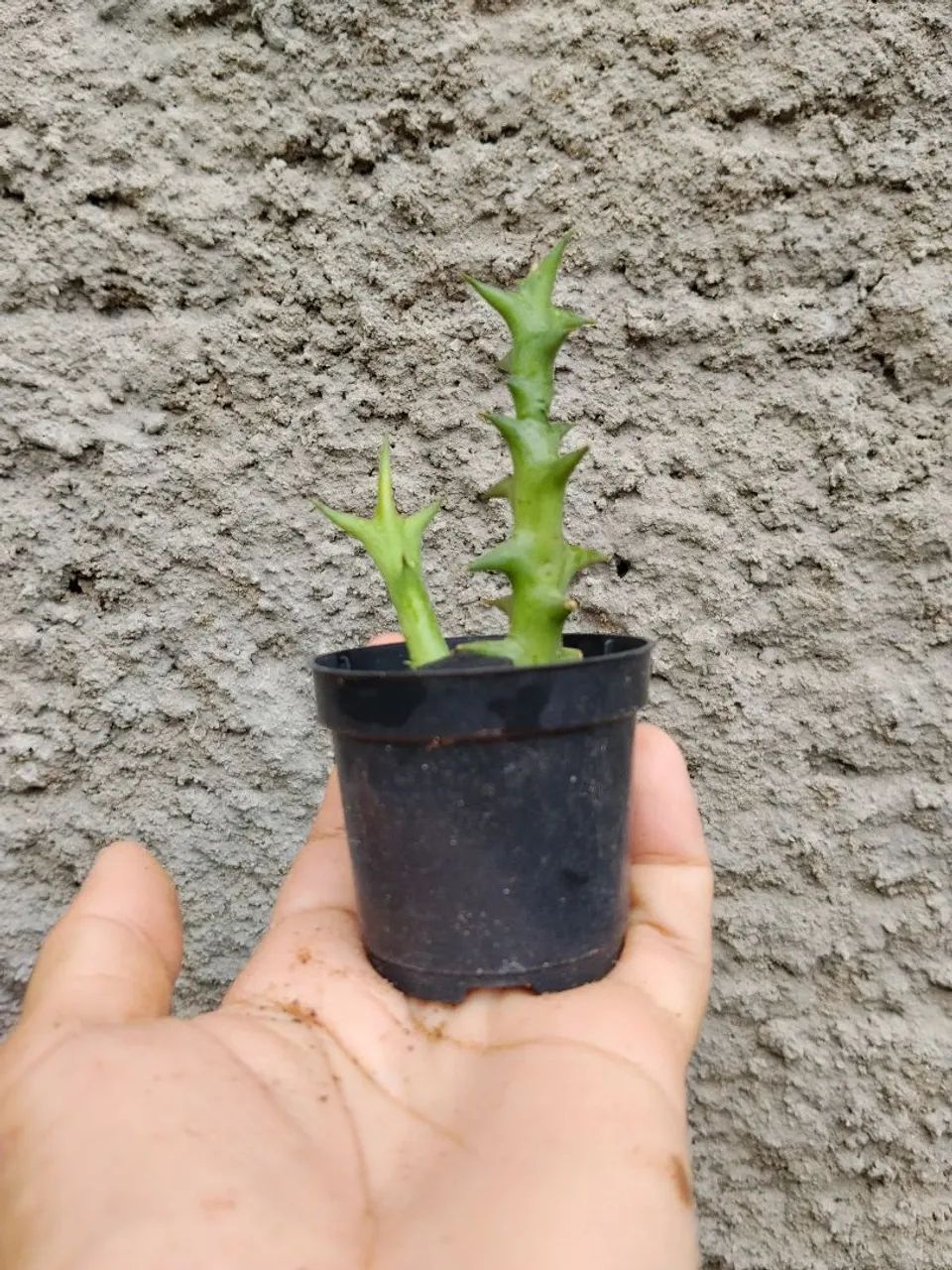 Cactos  - Foto 5