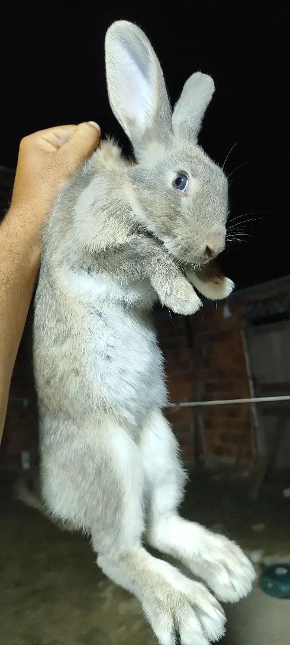Coelhos com descendência de Flanders . - Foto 3