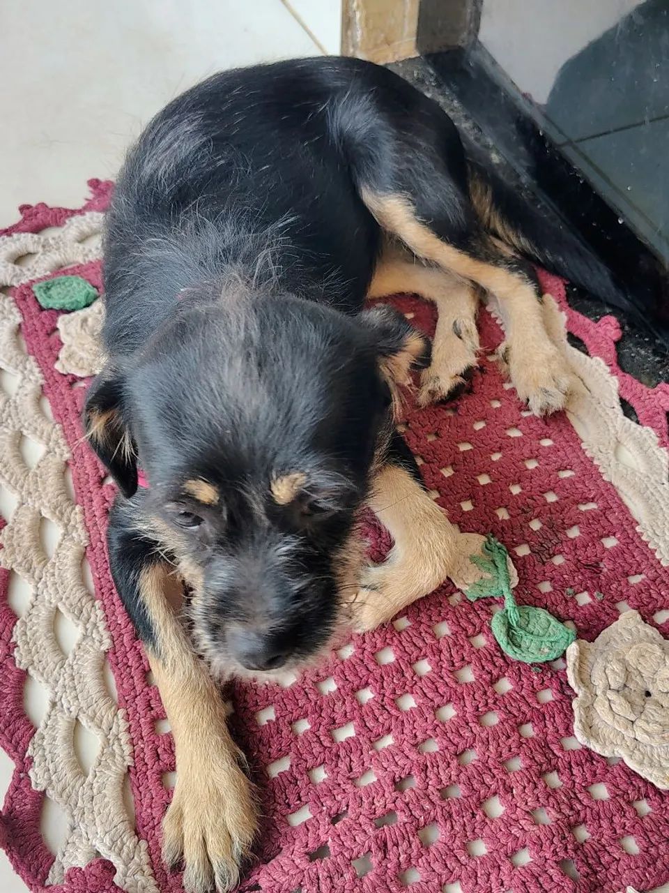 Doação de cachorro - Foto 5