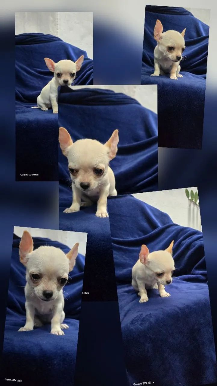 Chihuahua 