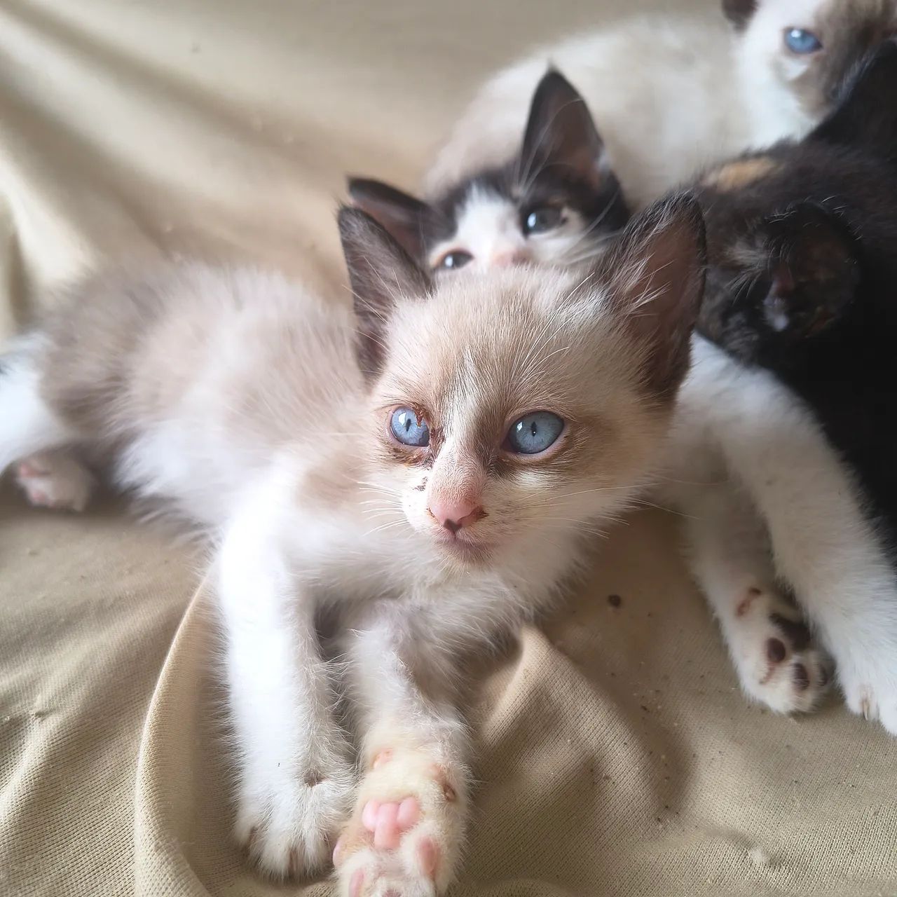 Estou doando filhotes de gato - Foto 3