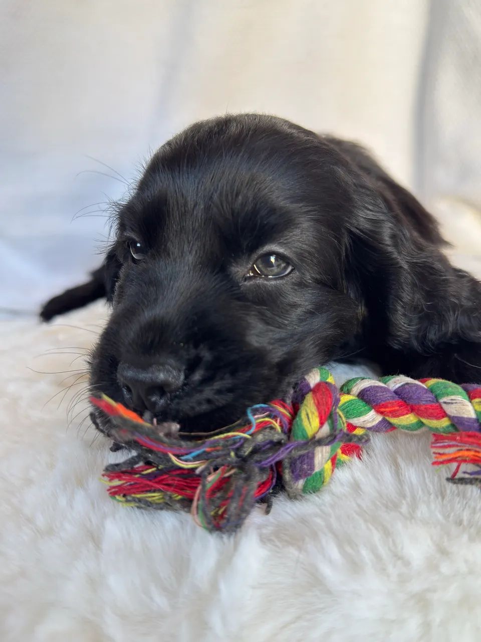 Cocker Spaniel Inglês 