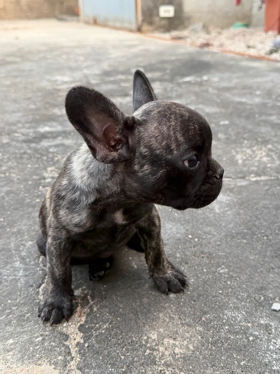 Buldogue Francês  - Foto 5