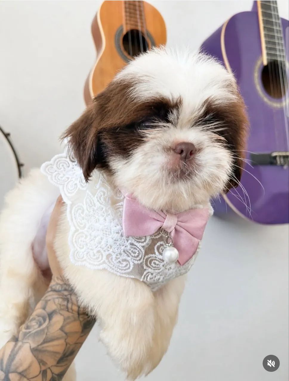 Shih Tzu ! ? - Foto 2