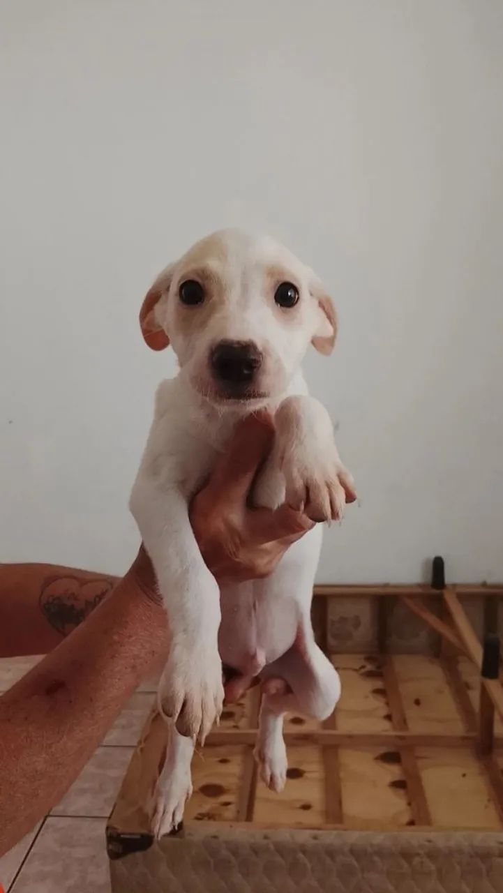 Doação de cachorros - Foto 2