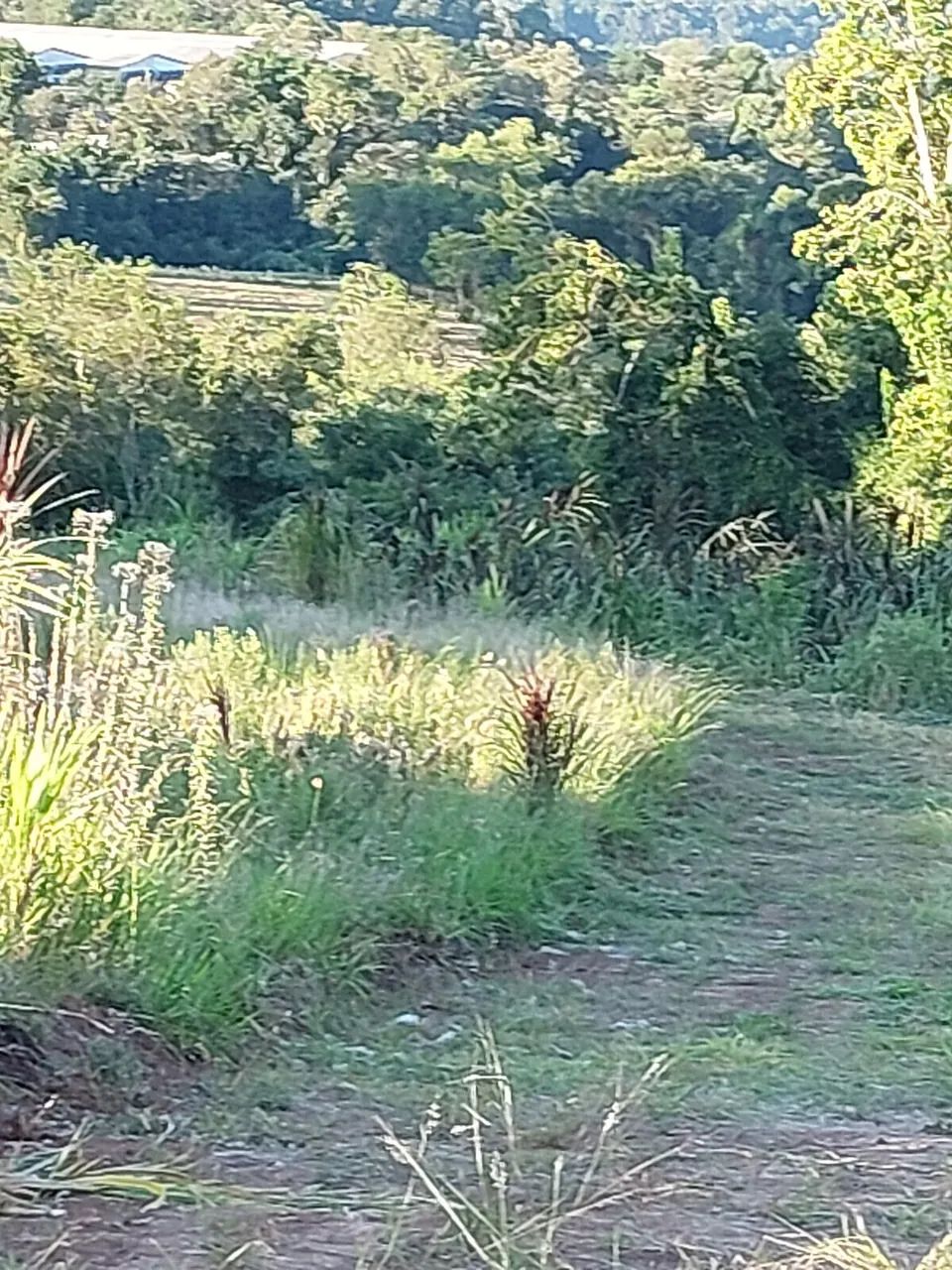 Chácara  - Foto 3