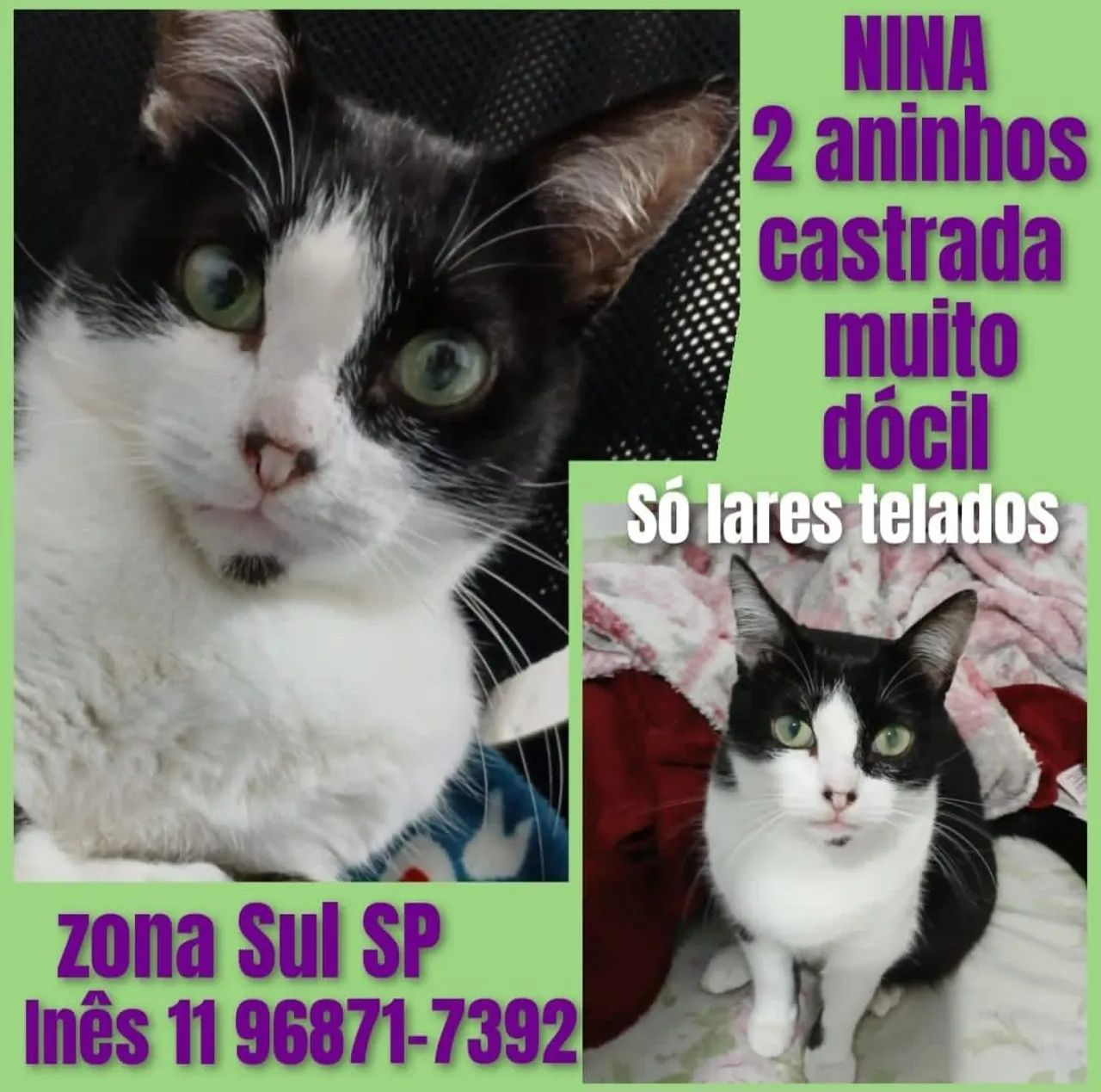 Gata castrada 