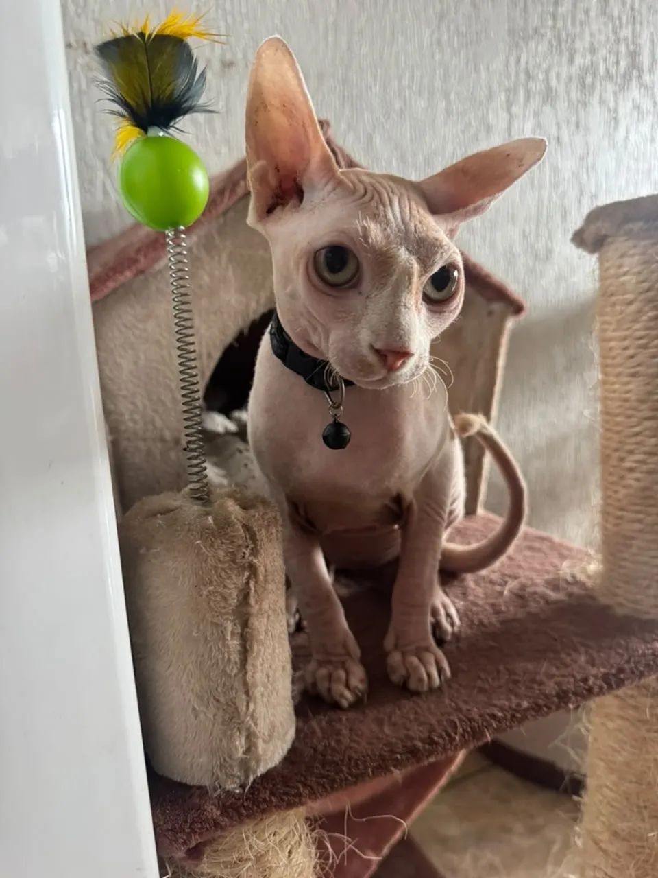 Sphynx Macho - Foto 3