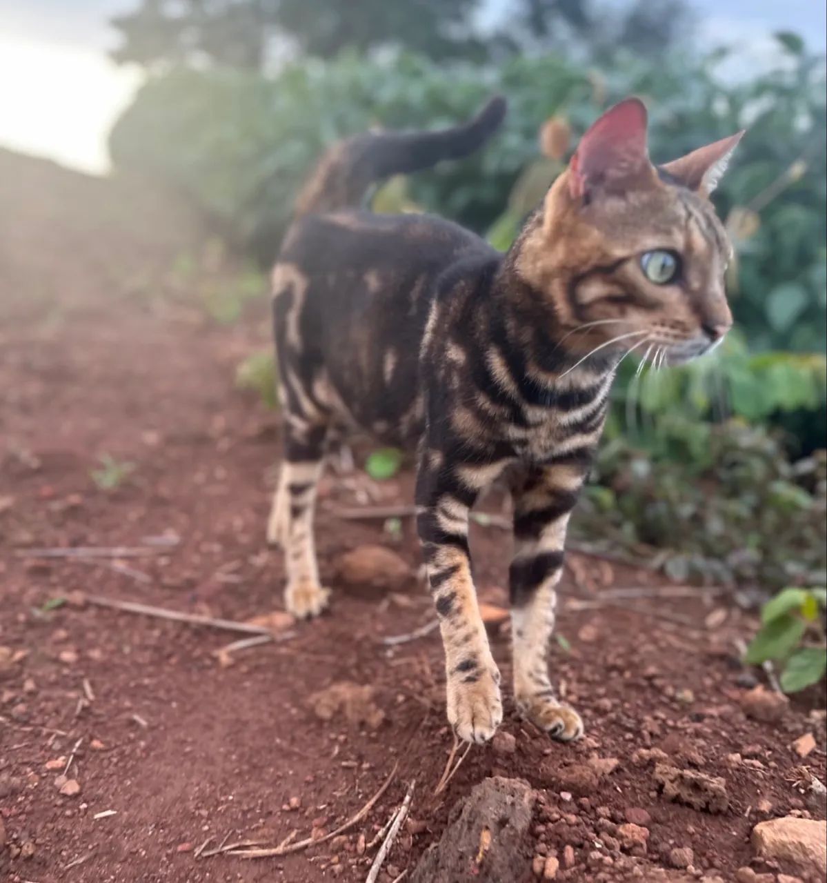 Gato Bengal  - Foto 2