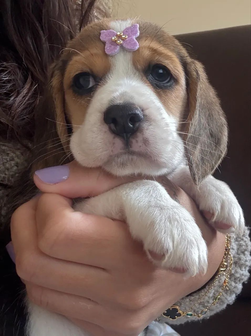 Beagle - Foto 2