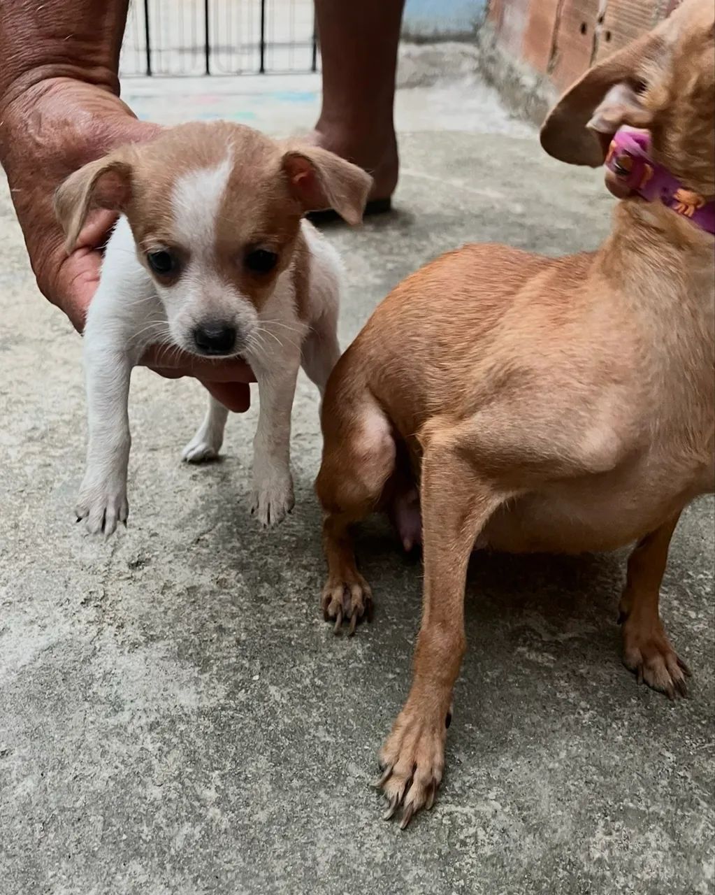 Cachorro 