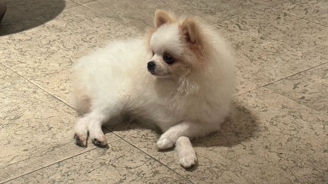 Spitz Alemão  - Foto 5